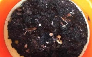 绿豆芽种植技术,选种是培育的第一步