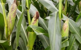 利合328玉米品种的特性，全生育期浇水6次左右