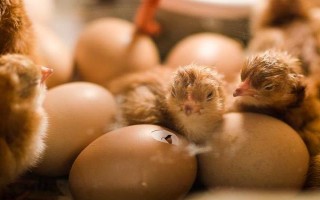 孵化小鸡的温湿度多少合适，不同时间段的温湿度不同