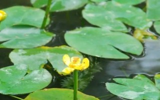 萍蓬草的养殖方法，适宜在阳光充足且温暖的环境下生长