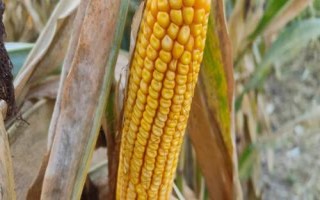 华皖620玉米种子特点,普通夏玉米品种