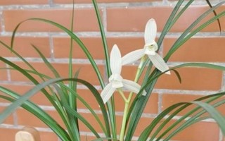 莲瓣兰有几种，常见的有滇梅、奇花素、心心相印等