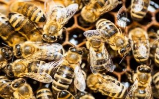 中蜂秋季分蜂在几月，每年的9-10月发生得最为集中