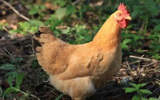 有哪些散养鸡品种,常见的有芦花鸡、三黄鸡等