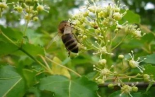 椴树蜜简介，与南方荔枝蜜合称“南北两大名蜜”