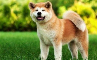 秋田犬的性格,具有稳重机警、胆大独立、高傲等特点