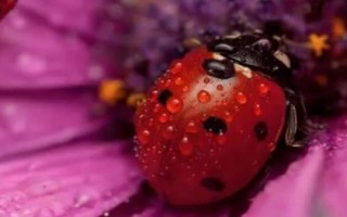 秋天有哪些益虫，包括蝈蝈、蜜蜂、螳螂等常见种类