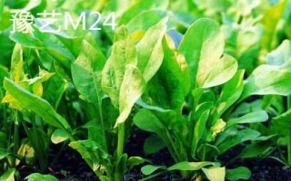 菠菜的适宜种植时间,春菠菜的播种适期为3月份