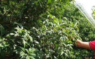 早熟荔枝采果后如何施肥，以优质有机肥和氮磷钾完全肥为主