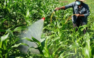 怎么防治玉米的虫害，轮作倒茬、清洁田园可减少初侵染源