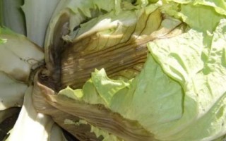 白菜常见病虫害的防治方法，不同病虫害的防治方法不同