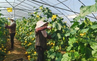 秋冬丝瓜定植后的管理方法，喷施新高脂膜可缩短缓苗期