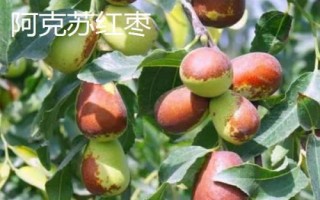 新疆阿克苏地区有哪些特色水果，常见的有库车小白杏、阿克苏苹果等