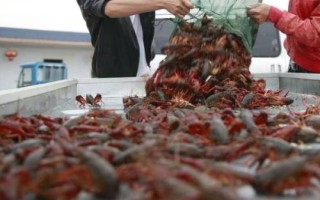 龙虾养殖的条件，水质的管理尤其重要