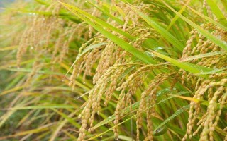 通禾867水稻种子介绍,生育期间注意及时防治稻瘟病
