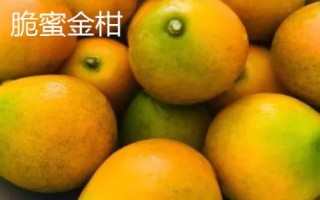 哪些柑橘品种最甜,包括皇帝柑、丑柑、脆蜜金柑等品种