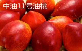 中油16号油桃的价格，具体售价因地而异