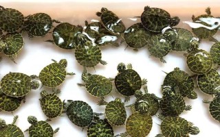 金钱龟苗怎么养殖，定时定量投喂饲料