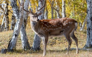 梅花鹿是不是保护动物，属于我国一级保护动物