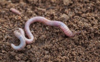 江团鱼是什么鱼，是底栖性鱼类