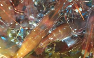 哪里产牡丹虾，盛产于加拿大西部