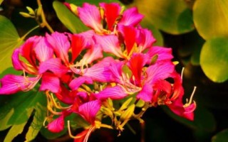 什么是紫荆花,在香港属于市花