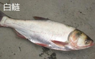 农村餐桌上为何很少看到鲢鱼,原因是刺多、味腥、对厨艺的要求高