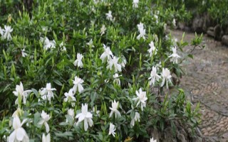 栀子花春天的养殖方法，春天要让其有充足的水肥