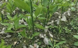 柑橘育苗技术,有砧木苗、嫁接苗、脱毒苗培育可选择
