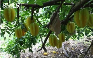 阳光不足的地方适合种什么果树，适合种枇杷树、石榴树等