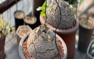 怎么养龟甲龙，盛夏季节将其移到通风透气的阴凉环境中