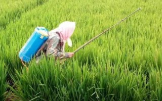 1克吡虫啉兑多少斤水，25%吡虫啉1g一般可兑水3000ml