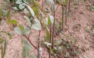 开心果苗的价格，会因产地，树龄不同而有所差异