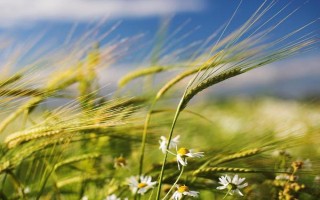 云麦73(试验名称:文麦16)小麦种子特征特性,适宜10月底至11月初播种