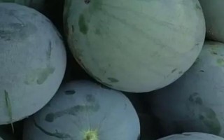 无籽西瓜运用了哪些技术,运用了人工诱导多倍体的技术