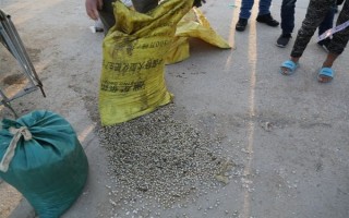 海瓜子怎么养殖，排干水塘再将种苗均匀撒在塘面上