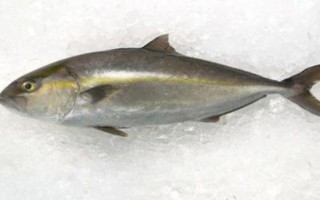 章红鱼是不是深海鱼，不属于深海鱼