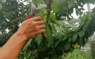 樱桃树开花是什么颜色的,会开白色的花朵