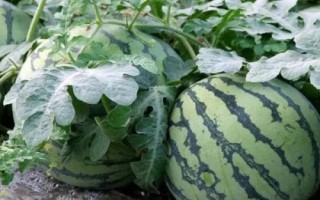 山东西瓜最先在哪里上市,青岛平度、莱西及胶州较早