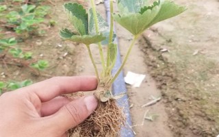 一亩大棚草莓的利润多少，头年利润大约为17000元左右