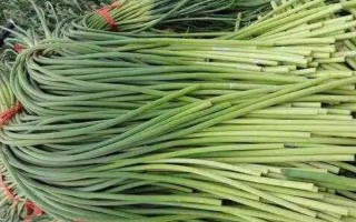 10月可以种哪些水果,适合种柑橘、草莓、百香果等