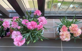 怎么预防康乃馨烂根，控制浇水量、让土壤保持透气有助于根系生长