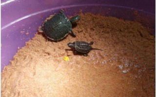 乌龟从冬眠中苏醒后怎么办，检查身体后再清洗并放入水中