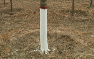 枇杷秋冬季的管理技术，需要用稻草或杂草将树盘覆盖