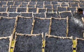 紫菜产于哪里，在我国主产于广东、山东、江苏等省份