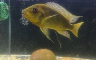 黄金鲷好不好养，饲养难度低适合新手