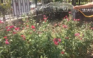 蔷薇叶子干枯能不能存活，根据发生原因采取对应措施便不会死亡