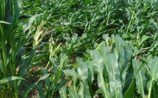 YF669玉米种子介绍，亩密度5500株