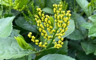 珠兰的养殖方法，每天至少提供4小时的散射光