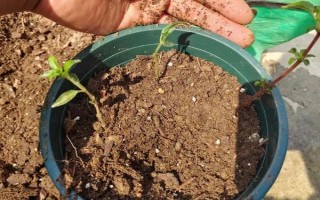 倒挂金钟怎么扦插，对枝条消毒后再插入沙中并覆膜